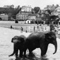 dawlish beach elephants