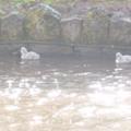Some photos of our new cygnets