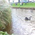 Some photos of our new cygnets