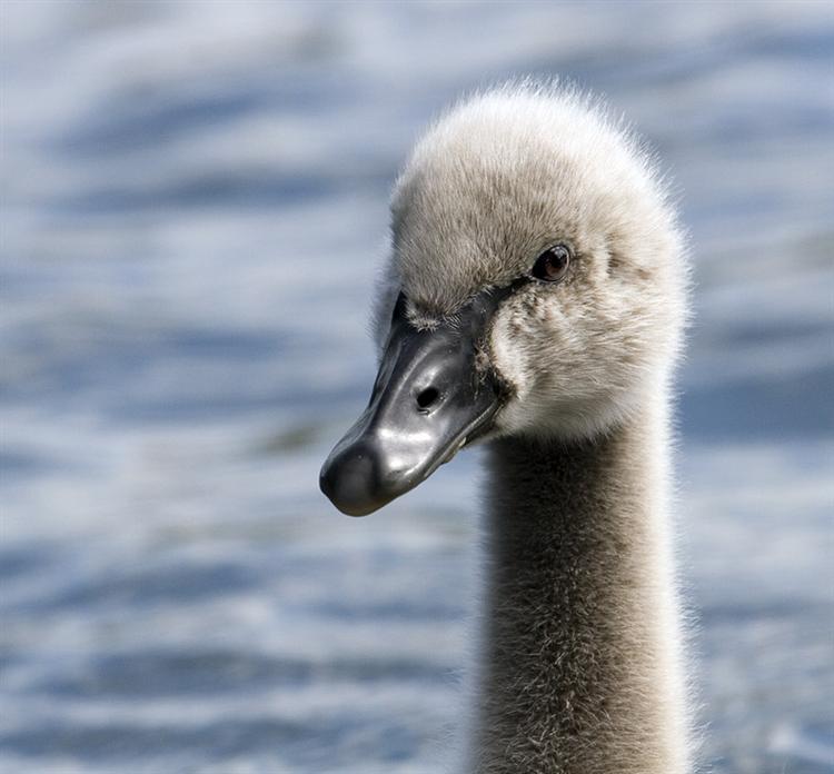 cygnet