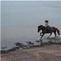 have horse will travel
