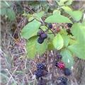 Blackberry