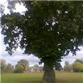 Oak Tree