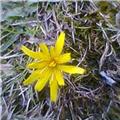 All is Yellow