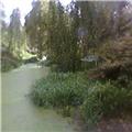 Pond
