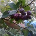 Name the fruit