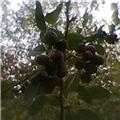 Name this plant