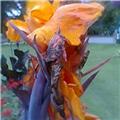 Orchid