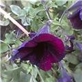 Velvet Purple