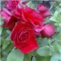 Roses are Red