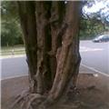 Gnarled Tree