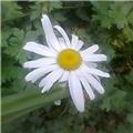 Daisy Days