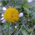 Bedraggled Daisy
