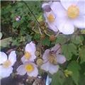 Dog Rose