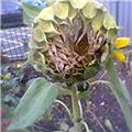 Fading Sun Flower
