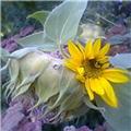 Sun Flower