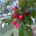 Cherry Crab Apples