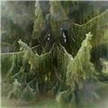 Tree droops
