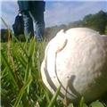 puff ball