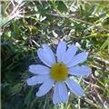 Daisy in the sun