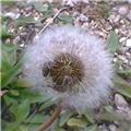 Dandelion & the Bug
