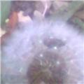 Dandelion Or Star Cluster