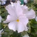 Photo0291