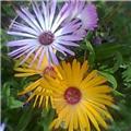 Anenomes in the Sunlight