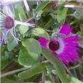 See Anenomes 