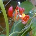 Sweet Pea