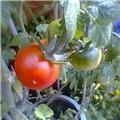 3 Tomatoes