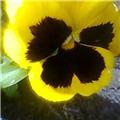 Pansy in velvet