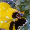 Pansy & the Ladybird