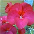 Smell the Flowers