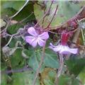 Beautiful Weeds