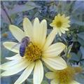 Wasp on a flower