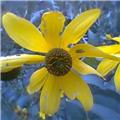 Stressed in Yellow