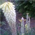 Triffids