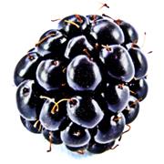 Backberry Cheese Backberry Cheese