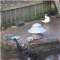 The New Cygnets 2012