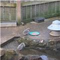 Baby Cygnets 2012