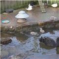 Four Cygnets born 2012