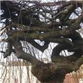 An Unusual Tree