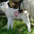SAY IT WITH A EWE